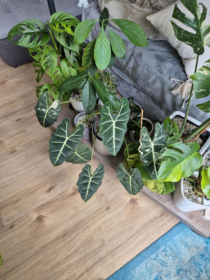 Alocasia Frydek etablierte Babypflanzen von Variegata Mama in Schriesheim