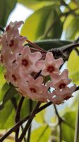 Wachstum Porzellanblume Seidenpflanze Hoya Carnosa Bayern - Moosthenning Vorschau