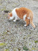 Rot weiße Katze weiblich sucht neues Zuhause Baden-Württemberg - Hornberg Vorschau