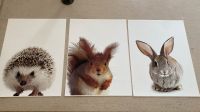 Poster Disenio 40x30 Hase Eichhörnchen Igel Bayern - Pommersfelden Vorschau