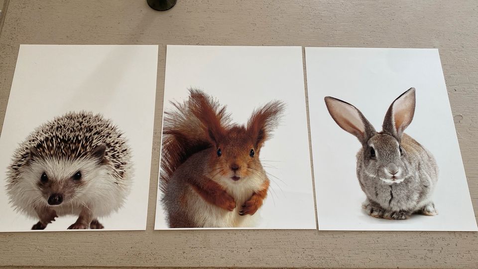 Poster Disenio 40x30 Hase Eichhörnchen Igel in Pommersfelden