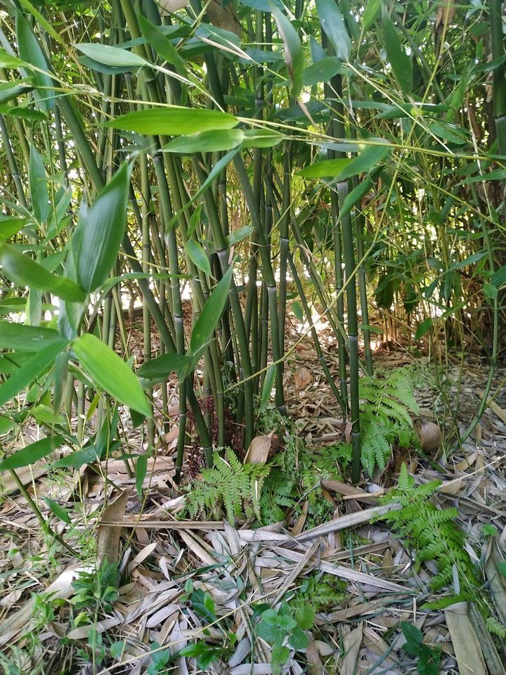 Bambus Pflanzen BambusHecke Hecke Bambusgras Sichtschutz in Ebsdorfergrund