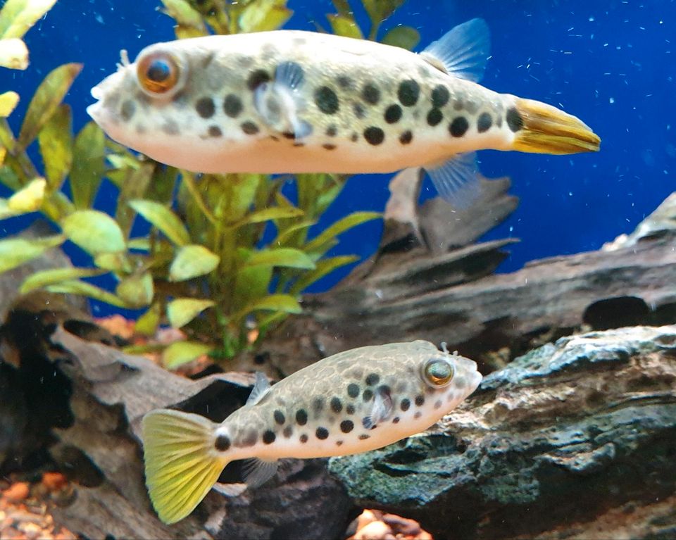 Leopard-Kugelfische (Tetraodon schoutedeni) 6-10cm in Potsdam