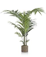 Dekopflanze / Palme Habufa Meubelen Kentia palm 10902701 Baden-Württemberg - Waldshut-Tiengen Vorschau