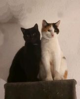 2 Hauskatzen Sachsen - Plauen Vorschau