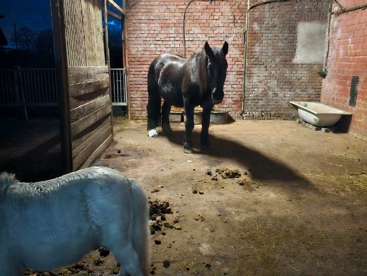 Offenstallplatz ab Mai frei in Waltrop