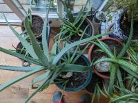 Aloe Vera abzugeben Niedersachsen - Horneburg Vorschau