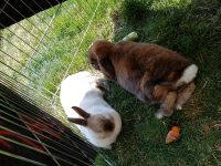 Urlaubsbetreuung von Kaninchen und Meerschweinchen Bayern - Poing Vorschau