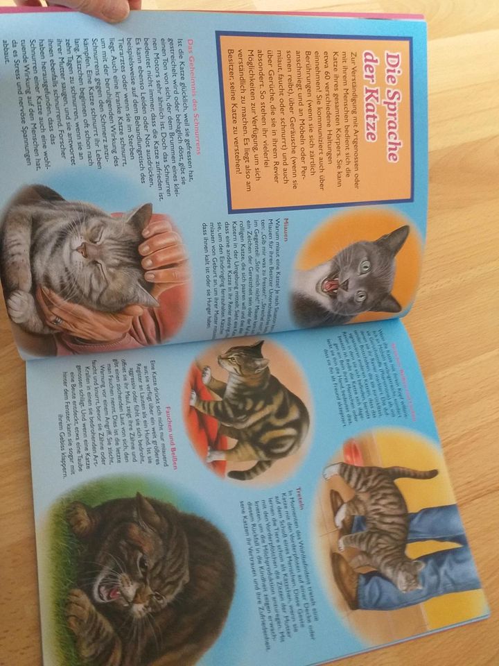 Kinderbuch Katzen Galileo in Freyung