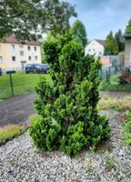 20 Jahre alte Muschel-Zypresse (ca. 2m) - An Selbstabholer Nordrhein-Westfalen - Unna Vorschau