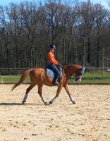 1-2 Reiterinnen suchen Reitbeteiligung Nordrhein-Westfalen - Velbert Vorschau