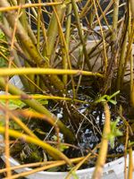 Trauerweide salix Stecklinge, verschiedene Längen, weiblich Nordrhein-Westfalen - Attendorn Vorschau