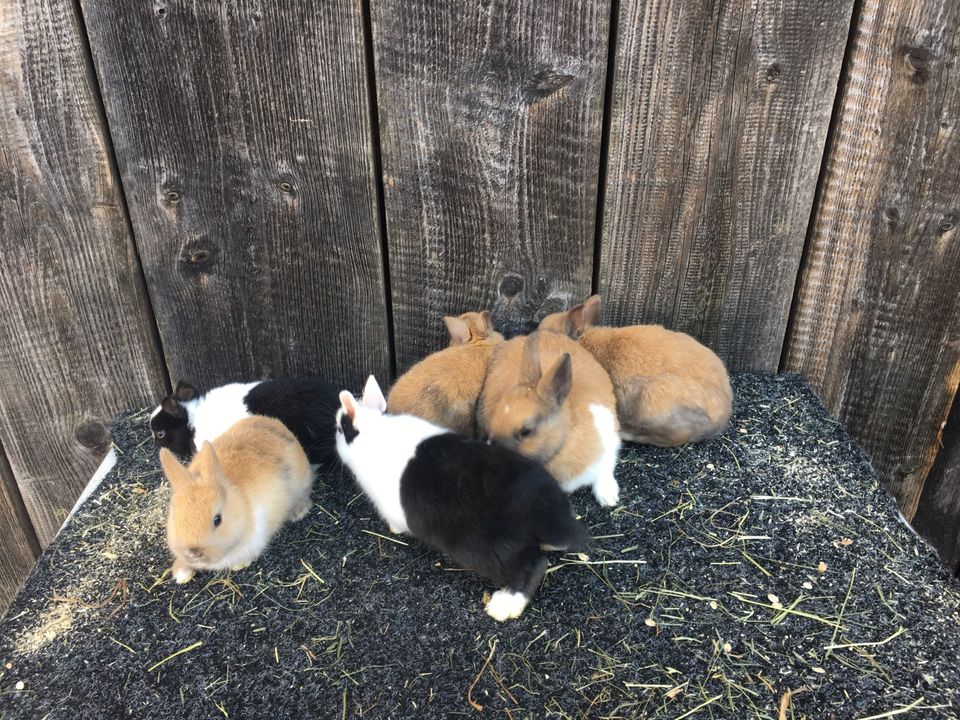 Echte Zwergkaninchen in Nohfelden