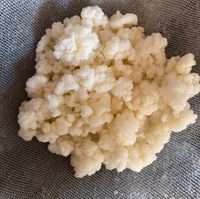 Kefir Knollen / Kefir Pilz / Milchkefir Mecklenburg-Vorpommern - Wismar Vorschau