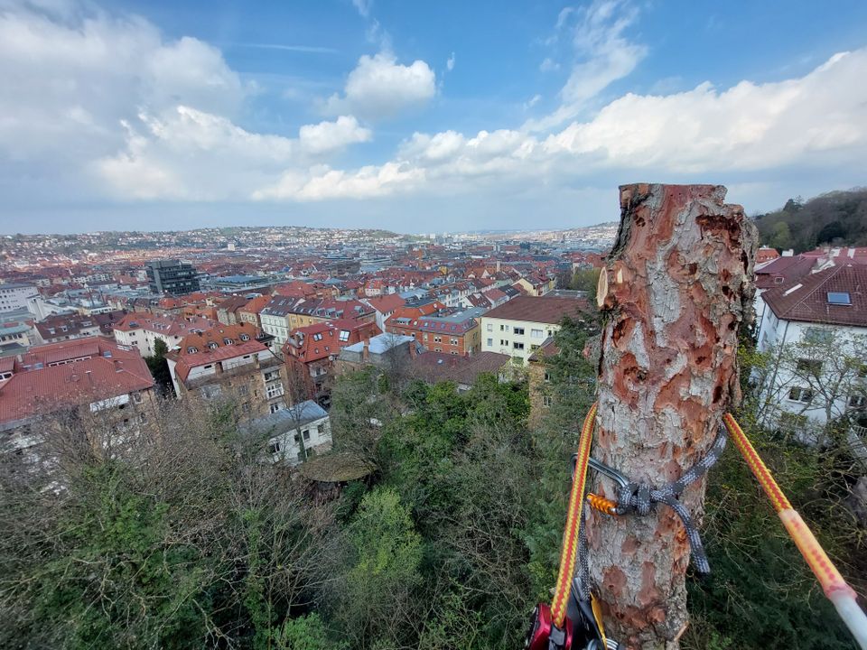 Baumarbeiten, Baumpflege, Baumfällung, Kronenpflege, Rückschnitt in Waiblingen