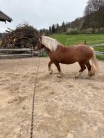 Reitbeteiligung gesucht Bayern - Peißenberg Vorschau