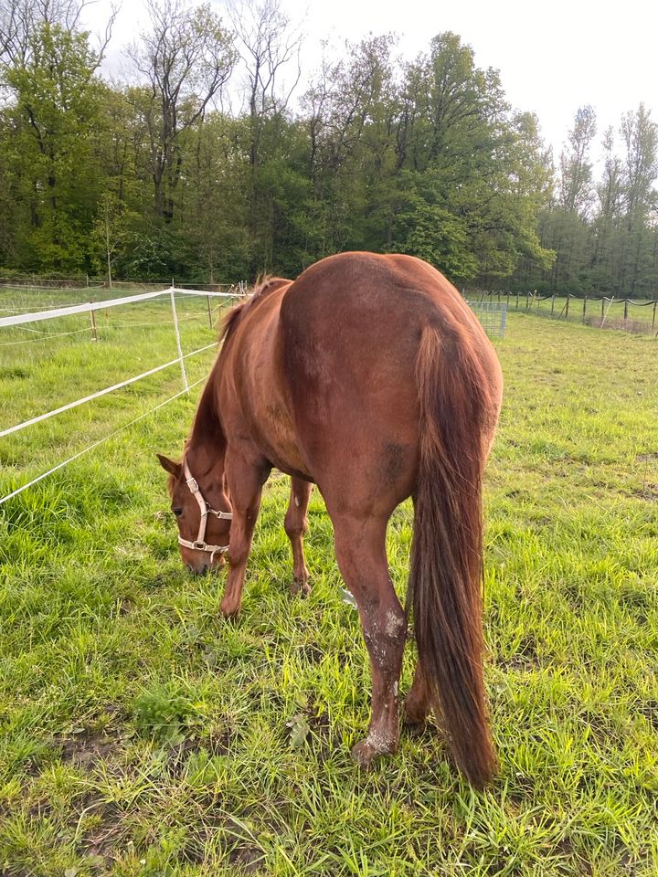 Quarter Horse Zuchtstute/ Freizeitpferd / Trägerstute in Ratingen