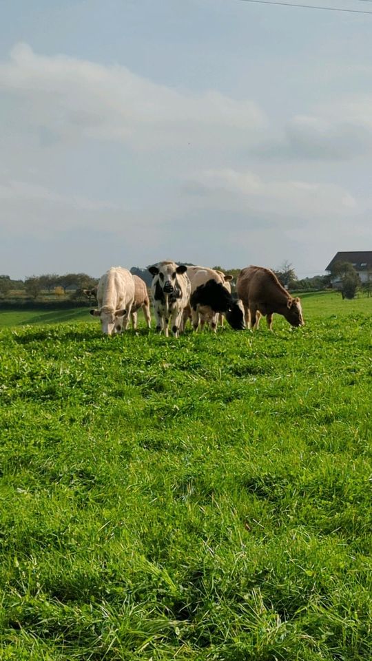 Hochwertiges Rindfleisch vom Weiderind in Overath