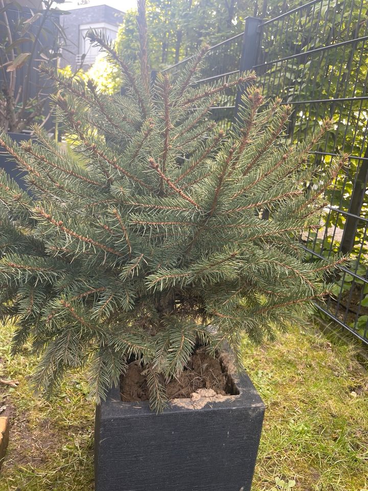 Tannenbaum zum auspflanzen in Meerbusch