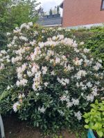 Rhododendron weiße Blüten zu verschenken zum selbstausgraben Osterholz - Ellenerbrok-Schevemoor Vorschau