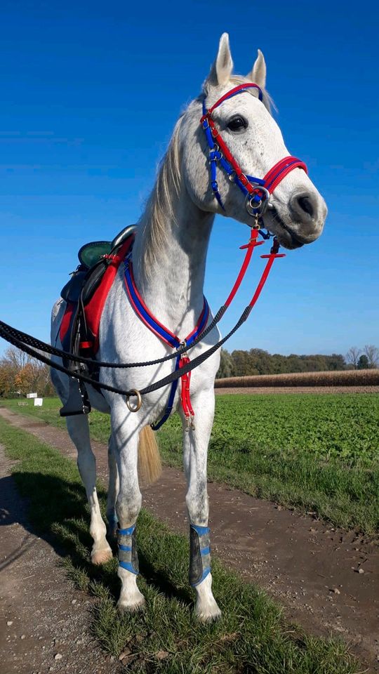 Reitbeteiligung an tollem Araberwallach in Sonsbeck