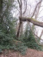Walnussbaum Haselnuss Eiche usw. zum Selbst ausgraben Rheinland-Pfalz - Zweibrücken Vorschau