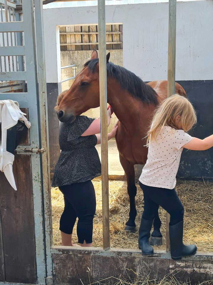 Pflegebeteiligung / Kinderpony für Spaziergänge / Zeit mit Pferd in Löhnberg