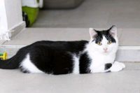 Felix - verschmuster, toller Kater sucht ein Zuhause (Katze) Saarland - Merzig Vorschau