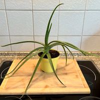 Echte Aloe Vera Pflanze | 28 cm Wandsbek - Hamburg Bramfeld Vorschau