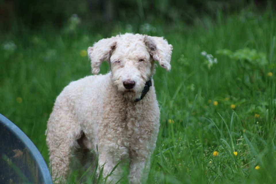 Oscar süßer Wasserhund in Neunkirchen