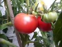 Samen | Tomatensamen | verschiedene Sorten Baden-Württemberg - Straubenhardt Vorschau