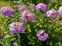 Bauernphlox " Phlox paniculata" / rosa,violett,lila Hessen - Glashütten Vorschau