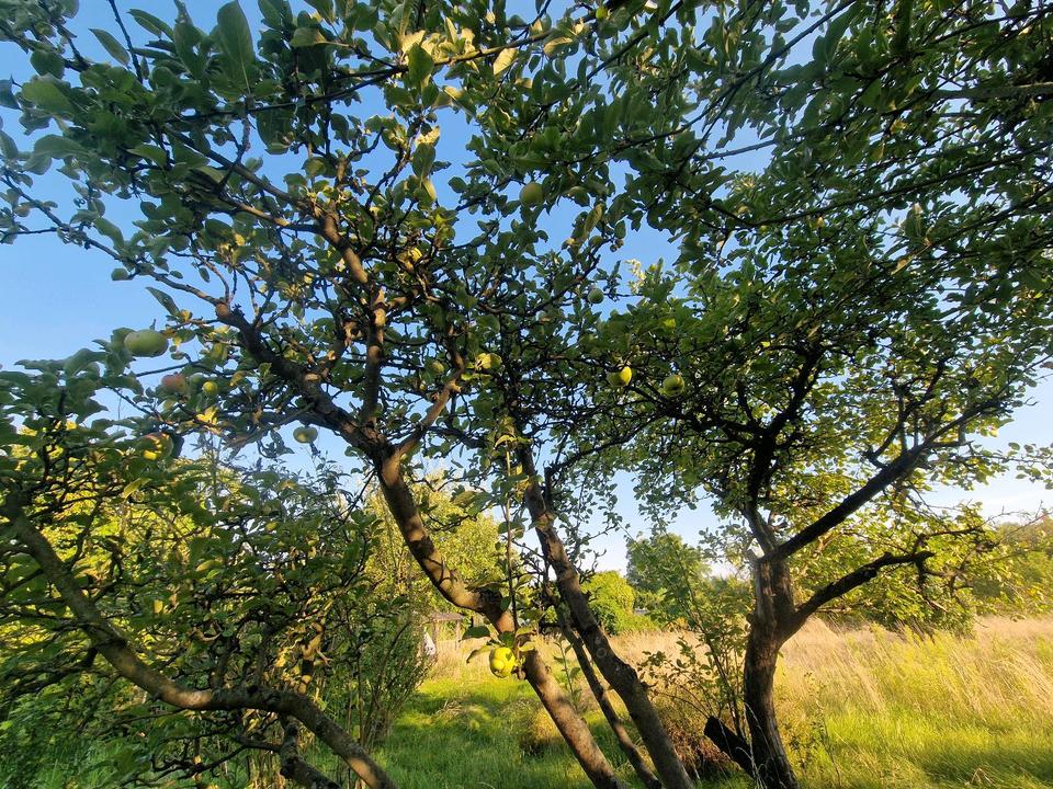 Pachtgarten zu verkaufen in SachsenAnhalt Stendal Grundstück