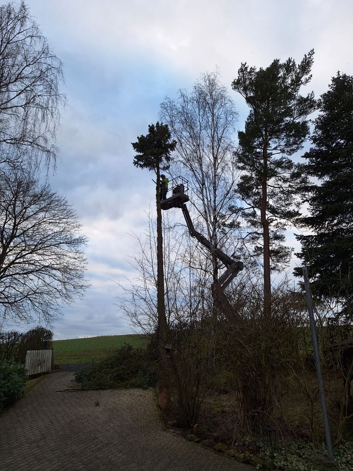 Spezialbaumfällung, Rodung, Baumfällung in Schwalmtal