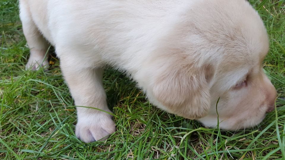 Labradorwelpen, braun und gelb aus renomierter Zucht mit Papieren in Linthe