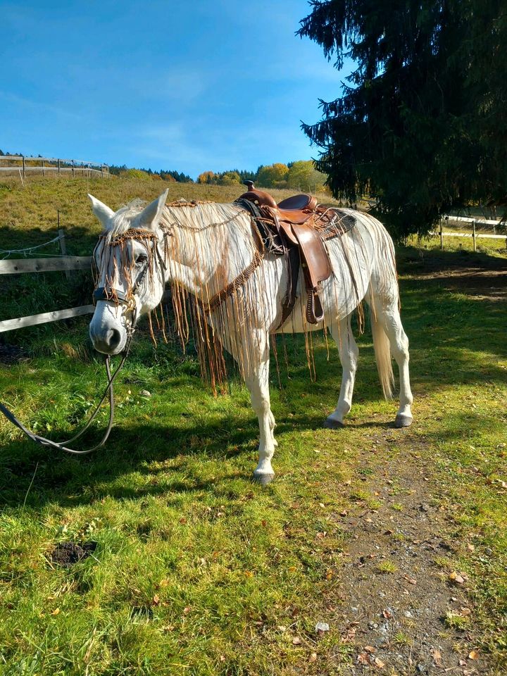 Fliegenausreitedecke nach Maß vom Kaltblut bis Pony in Rosenheim