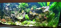 Aquarium 180l Komplett Niedersachsen - Osnabrück Vorschau