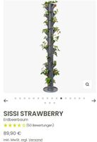 Sissi Strawberry Infinity Turm 10 Etagen Wandsbek - Hamburg Bramfeld Vorschau