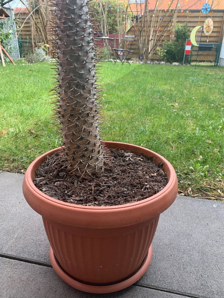 Madagaskarpalme Pachypodium 13 Jahre alt ca. 90 cm hoch in Planegg