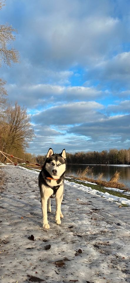 Husky sucht Zuhause für immer! in Augsburg