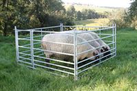 Steckhorde Panels für Schafe Steckfixhorde Horde Steckfix Schafe Neumünster - Tasdorf Vorschau