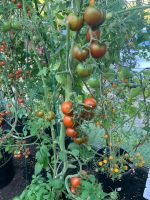 Tomatenpflanzen Brandenburg - Wandlitz Vorschau