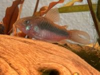 2 Stück Metall-Panzerwels Panzerwels Aquarium Fisch Bayern - Waldbrunn Vorschau