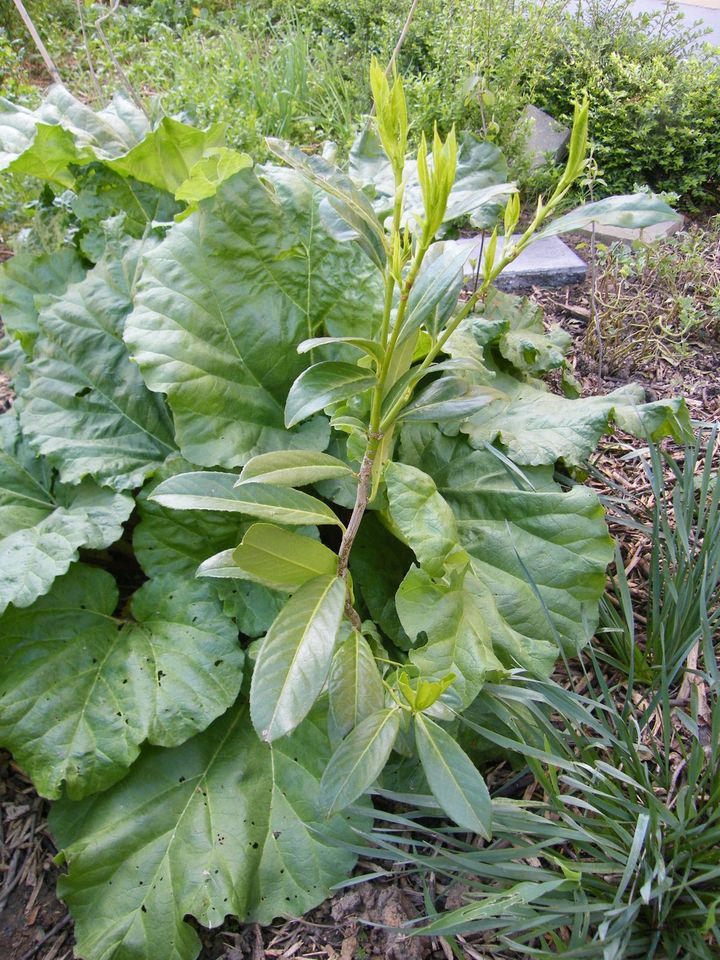 1 x Kirschlorbeer Pflanze Strauch 60-90 cm in Eppingen