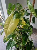 Philodendron Burle Marx Variegata 120cm Essen - Essen-Borbeck Vorschau