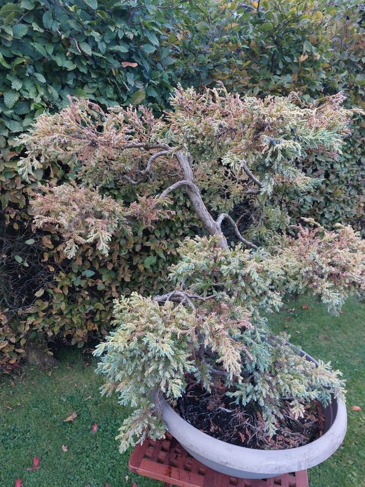 Bonsai Blauer Kriech-Wacholder in Leer (Ostfriesland)