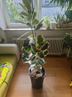 160 cm Ficus Robusta Pflanze Neuhausen-Nymphenburg - Neuhausen Vorschau