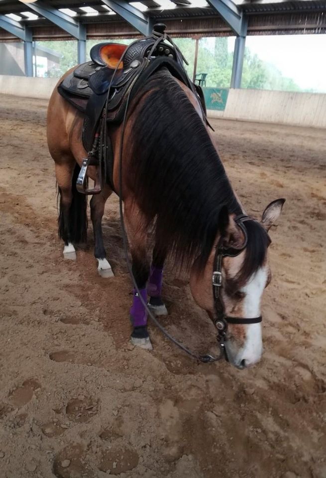 Quarter Horse Wallach, 7 Jahre in Neustadt am Rübenberge