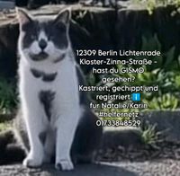 Kater Katze entlaufen gesucht  Lichtenrade Berlin - Tempelhof Vorschau