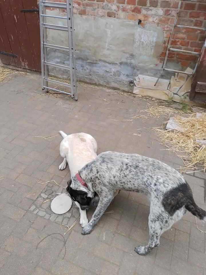 Betty&Alba, wohlerzogen & gehorsam in Wackersleben